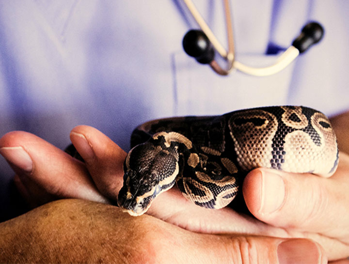 Exotic pet hot sale veterinarian